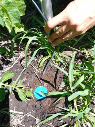 Sensor de suelo en cultivo